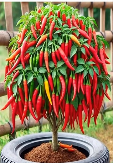 Techniques for Growing High-Yield Pepper Plants