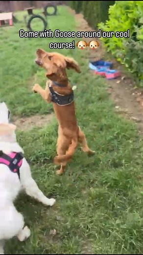 Get ready for a proper laugh! 藍 Goose is here to show you around our cool course, packed with jumps, challenges, and loads of fun! Let's get stuck in!  | Donadea Country Kennels | Facebook