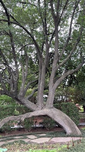 Beautiful Oak Tree