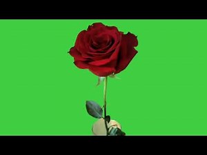rose green screen