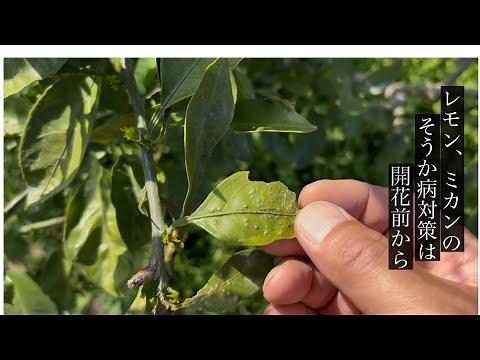 レモンやミカンの皮がガサガサになる そうか病、かいよう病対策は開花前が重要だとか