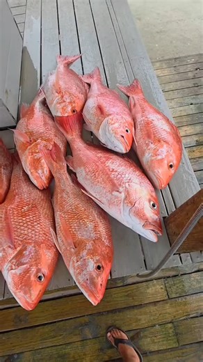 28 reactions · 21 shares | Reds on fire, snapper on deck!  Venice, LA is calling — book your trip! " #VeniceFishing #Redfish #RedSnapper #FishingTrip #CatchOfTheDay #BookYourTrip | Jesse Bishop | Facebook