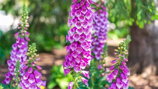 15 flowers that bloom beautifully in late spring