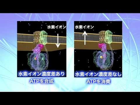 ATP合成酵素の制御機構