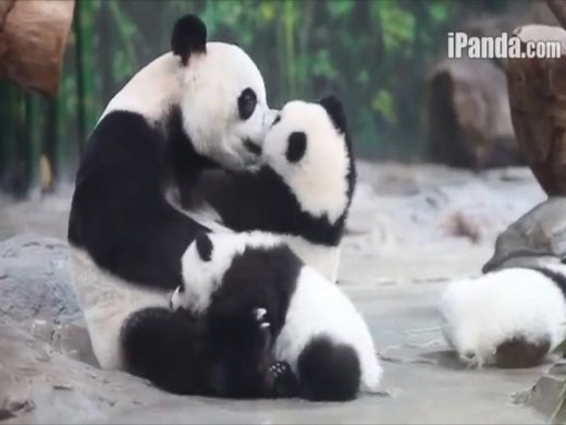 Playful Panda Cub Triplets Fight for Cuddle Time With Their Mom