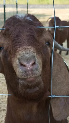 Hilarious Goat Makes Valid Point in Funny Video 😂