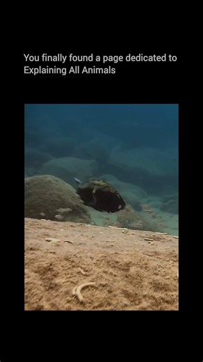 Explaining all animals on Instagram: "Follow @explainingallanimals to uncover the clever strategies animals use to survive 🐟🧠 This clip shows the remarkable tactic of the cuckoo catfish. Instead of raising their own young, these fish sneak their eggs into the mouths of mouthbrooding cichlids. The cichlid unknowingly protects the catfish eggs, and when they hatch, the catfish fry even consume the host’s young—leaving the foster parent to raise the imposter offspring. It’s one of the most fascin