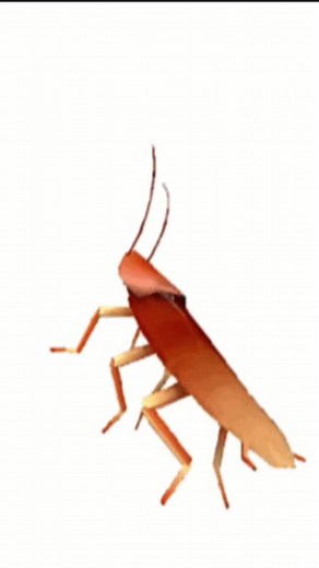 Understanding Cockroaches: Biology and Behavior Insights