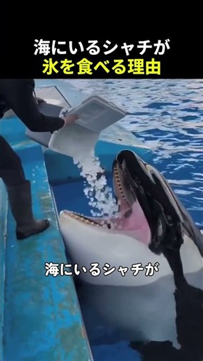 海にいるシャチが氷を食べる理由…🧊🐋
