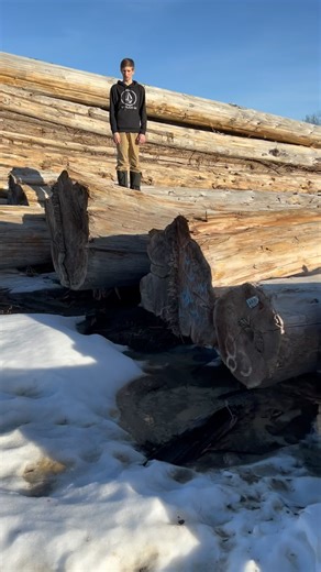 13K views · 560 reactions | Joel enthusiastically giving. Some size scale for some crazy wood  | Langberg Log Homes | Facebook