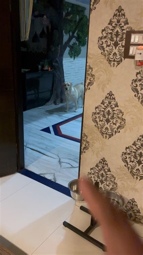 Mimi Ac On Hoga Tabhi Room Pe Ayegi #cutedog #labrador #dog #shorts