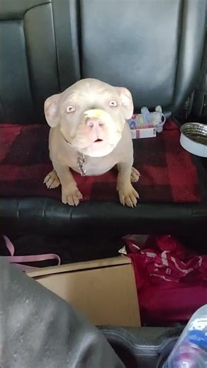 Pissed off puppy.I wouldn't let her up front. #bullybreed #pitbull #puppy