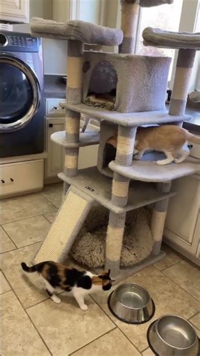 家の新しい場所を探検中。今までで一番礼儀正しい子猫たちだと思う。#kittens #cat #保護猫​ #子猫