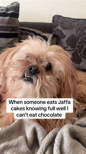 Full pack of Jaffa cakes gone like 🙈 #notfair #relatable #dogreacts #alfiereacts #reactionvideo