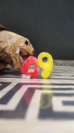 Satisfying ASMR: Tortoise Eating a Fruit Number 49 🐢