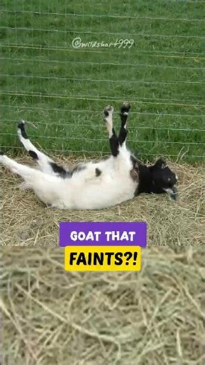 Why Do Goats Just… Fall Over? 😅🐐 #goat #animalfacts