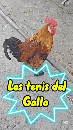 Los tenis del gallo #humor #risas #funny | Soy Ismael Vergara