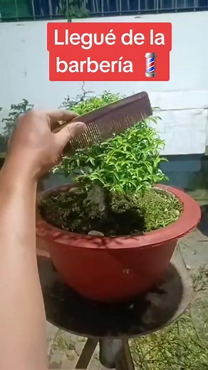 #bonsai #mexico #plantas #memes #humor