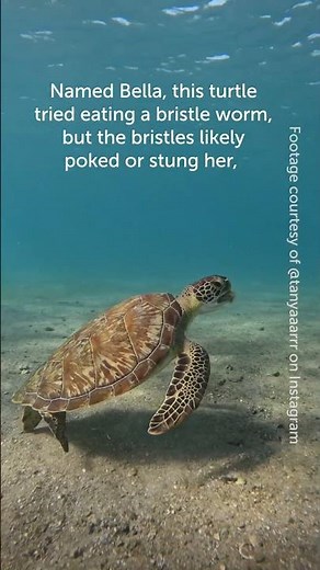 Turtle Tries to Eat a Bristle Worm and Regrets It