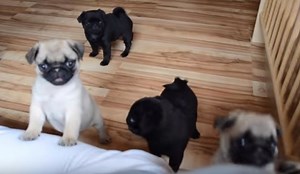 (VIDEO) These Adorable Pug Puppies Are So Cute They Will Make You Mad
