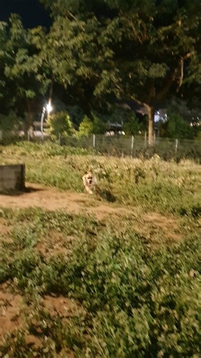 Zoomies Alert! Luka’s happiest run ever 🐕✨