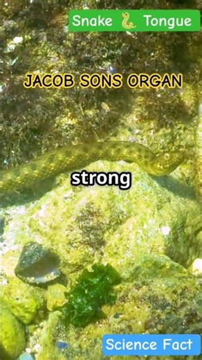 Snake natural GPS System #sciencefacts #snake #gps #reptiles #poison #snakebite #snakeattack