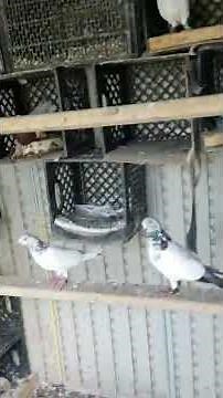 how to create nest box with milk crate