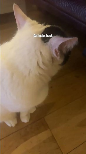 Cat looks back