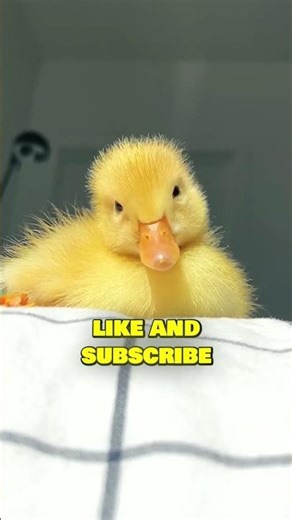 Why Ducks Chase People