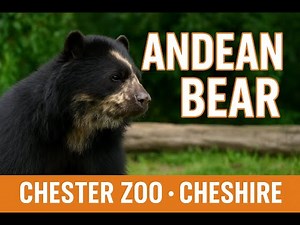 Andean Bear at Chester Zoo