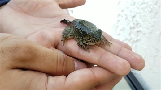 My pet goliath tadpole ate his tail