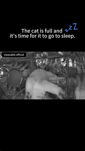 Rain outside, dream-swimming inside—welcome to the kitty championship! 🌧️💤#straycat #catrescue #communitycats #heatedcathouse #catasmr #straycats #catshelter #outdoorcats #cathouse #clawsable #feralcats #rescuecat #wintercats | Clawsable