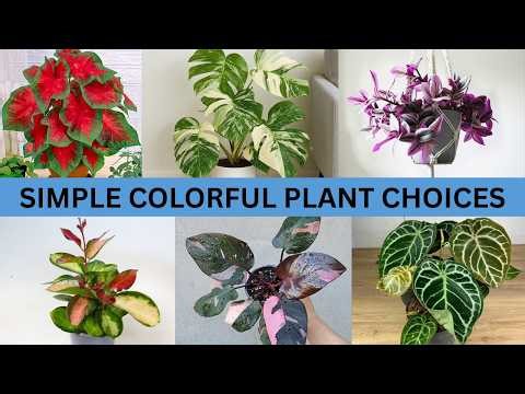 10 Colorful Houseplants That Are Perfect for Beginners, According to Plant Pros