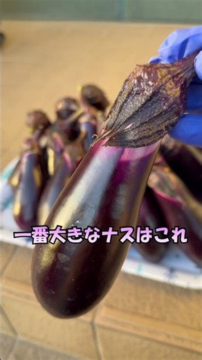 【ナス栽培】種から育てたナスが大豊作‼️1日で22本収穫✨酷暑でも遮光ネットでほぼ日焼けな #家庭菜園 ＃shorts