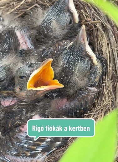 Rigó fiókák a kertben — hol és hogyan fészkeltek