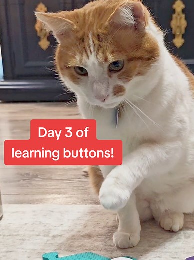 Progress in Teaching Buttons to Pets on Day 3