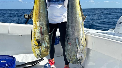 Grouper season opened; Dolphin have been showing for anglers trolling