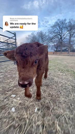 Heartwarming Story of Elliot the Calf Joining the Farm Family