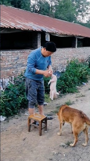 This Is Considered ‘Normal’ on Pig Farms 👀