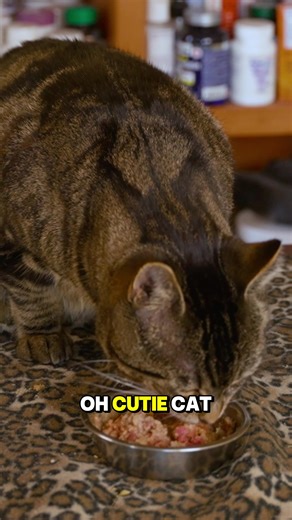 What I Really Feed My Cat (Dr. Jones’ Daily Routine) Cassian decided to be the star of today’s video, so here’s his full menu. If you’d like a copy of my free ebook, comment ebook and I’ll make sure you get it. #cats #cathealth #felinewellness #holisticcatcare #veterinarysecrets