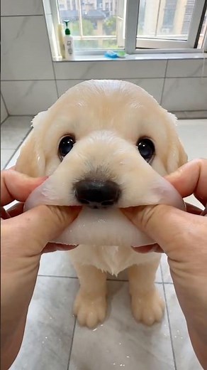 This Gel Puppy Stretches Into an Impossible Shape #asmr #satisfying #squishy