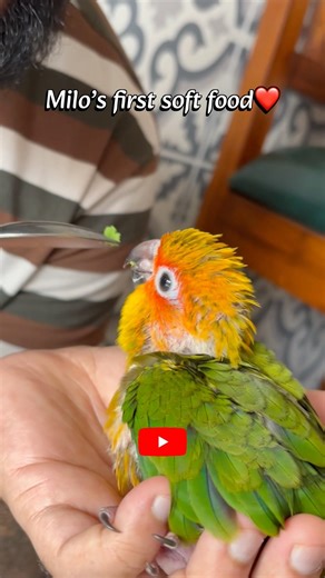 First Soft Food | Baby Sun Conure | Milo❤️ #birdfeeding #sunconure #birds #birdlovers #conure
