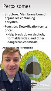 Lysosomes vs. Peroxisomes: Understanding the Key Differences