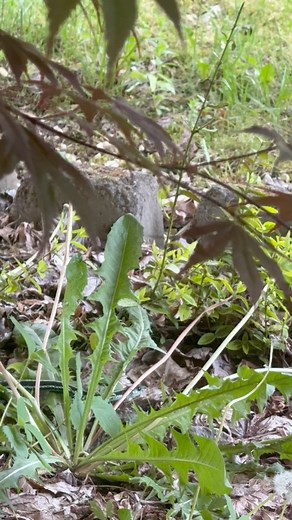 1st time kakitag foreigner nga halas perte ka ngingig 😱😱😱😳 (North American Racer Snake or Striped Racer Snake) | Chatly Pangilinan