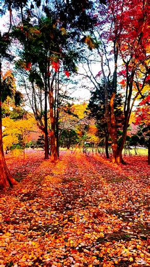 Transitioning from Autumn to Winter: Nature's Beauty