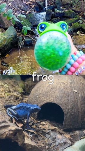 Kids Learn | Animal Names at the Waterfall: Lion Sloth Camel Frog Frilled Lizard