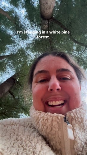 Christina Koether | NOMADICA™ on Instagram: "Eastern white pine, Pinus strobus, is one of the most important native trees in New England. It grows fast when young, lives for centuries, and once formed massive, continuous forests across the region before heavy logging for ship masts and construction. I grew up with a white pine forest behind my house, and every spring lady’s slippers came up beneath it. That pairing was not a coincidence. White pine creates cool, stable, acidic, fungal-rich soil 