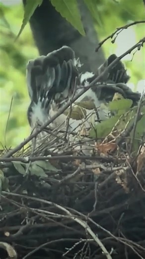1.1K views | Red-shouldered hawk #Birds | Review Birds News | Facebook