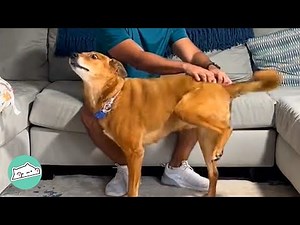 Rescue Pup Scratches His Butt With Literary ANYTHING | Cuddle Dogs