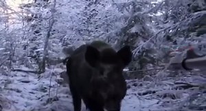 Hunting Wild Boar in Russia Gets Real Personal Quick